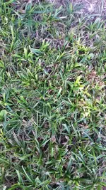 Gras.jpg