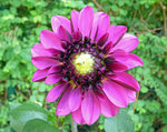 Dahlie pink mit.jpg