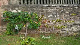 Romulus.webp
