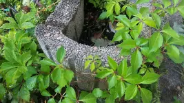 Ranke.webp