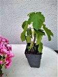 IMG_20200902_094906.jpg