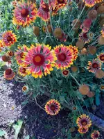 1596206880527.webp