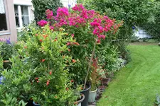 Terasse    4120.webp