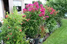Terasse    4220.webp