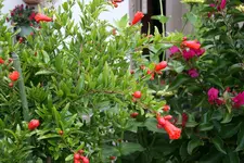 Terasse    4320.webp