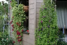 Terasse    4420.webp