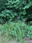 Gras.jpg