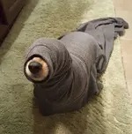 hund-als-robbe-verkleidet.webp