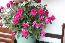 Terasse    4620.webp