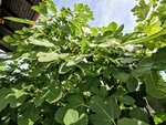 IMG_20200904_141814.jpg