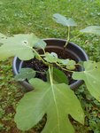 IMG_20200904_182848.jpg