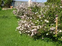 DSC01246.webp