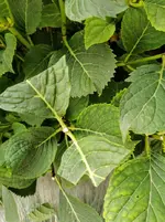 IMG_20200905_083020.webp