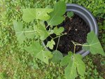 IMG_20200905_110851.jpg