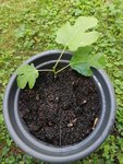 IMG_20200905_111747.jpg