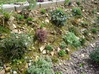 Ausschnitt Hang Ostseite_05.09.2020.webp