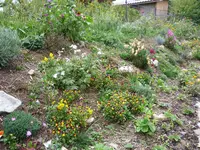 Ausschnitt Hang Süd_05.09.2020.webp