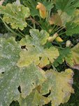 IMG_20200905_191613.jpg