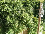 IMG_20200906_102703_1.jpg