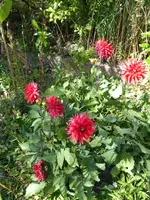 P1010680.webp