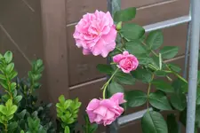Rose Hl.Elisabeth 1420.webp