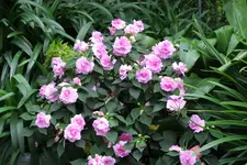 Terasse    4720.webp