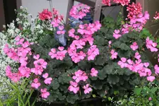 Terasse    4820.webp