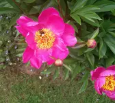 paeonie_rosa_gelb.jpg