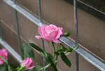Rose Hl.Elisabeth 1320.JPG