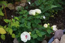 DSC09369.webp