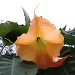 2020blmn146.webp