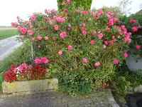 DSC01252.webp