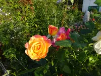 DSC01256.webp