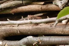 DSCN2452.webp