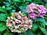 IMG_20200910_123539_3.jpg