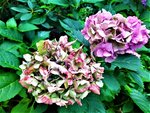 IMG_20200910_123539_3.jpg
