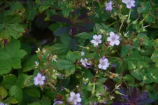 DSC09382.webp