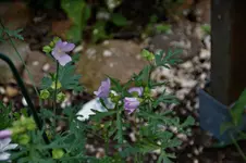 DSC09385.webp