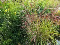 DSCF4073 (2).webp