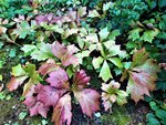 IMG_20200910_123745_1.jpg