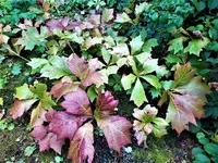 IMG_20200910_123745_1.webp
