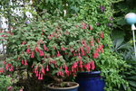 Fuchsie Leverkusen0120.JPG
