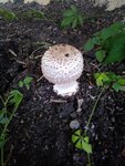 20200910_185117.jpg