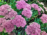 IMG_20200910_114231_1.webp