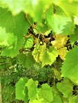 IMG_20200910_133146_2.jpg