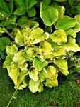 IMG_20200908_130231_1.jpg