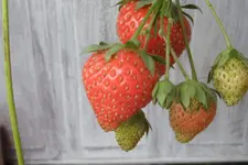 SAM_0014.webp