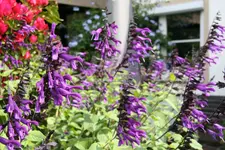 Salbei0317.webp