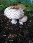 20200912_114755.jpg