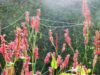 DSCF4111 (2).webp